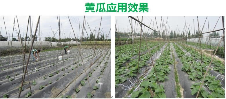 氨基寡糖素 - 植物的免疫衛(wèi)士，根結(jié)線蟲(chóng)的克星