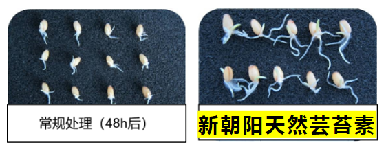 小麥拌種選新朝陽天然蕓苔素，讓小麥高產贏在起跑線上?。ㄐ←溤谑裁磿r候用蕓苔素效果最佳）