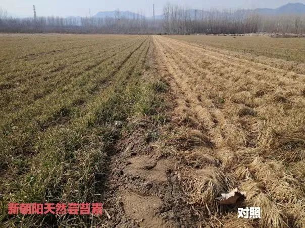 小麥拌種選新朝陽天然蕓苔素，讓小麥高產贏在起跑線上?。ㄐ←溤谑裁磿r候用蕓苔素效果最佳）